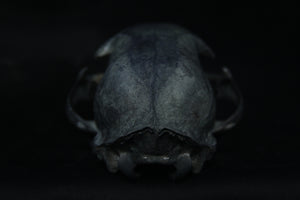 Harmony Stained Bobcat Skull