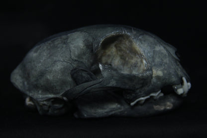 Harmony Stained Bobcat Skull