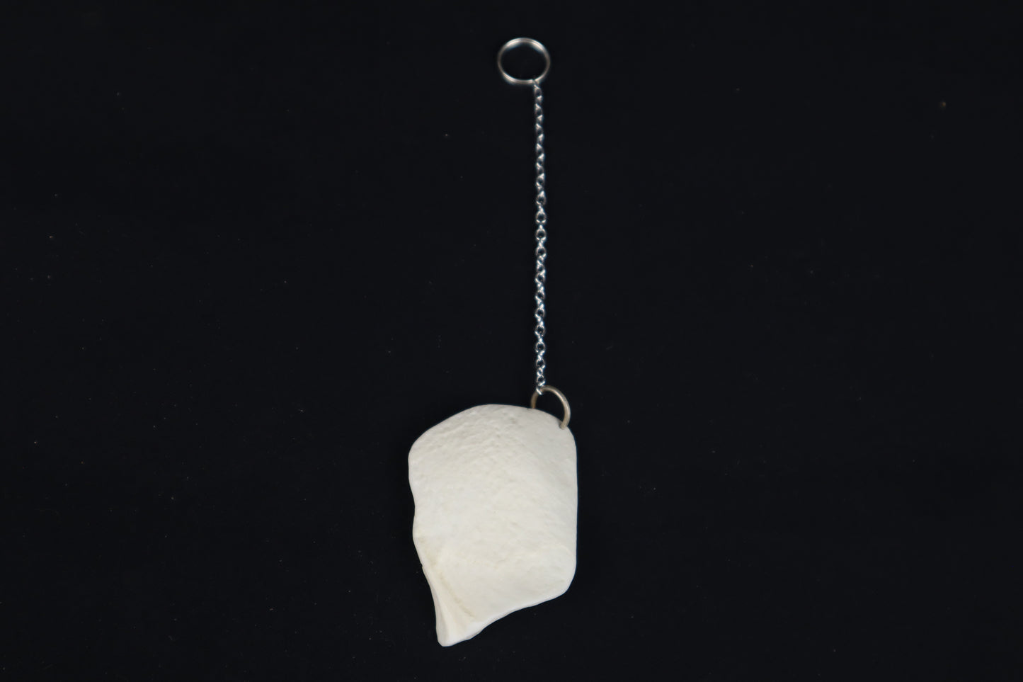 Coyote Skull Fragment Charm/Keychain