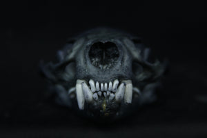 Harmony Stained Otter Skull