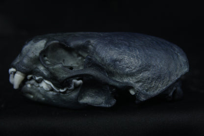 Harmony Stained Otter Skull