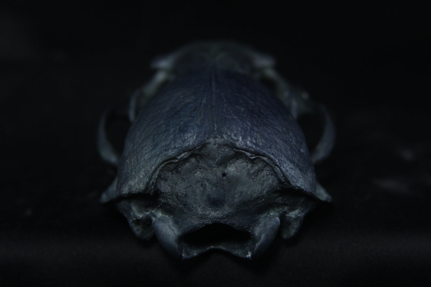Harmony Stained Otter Skull
