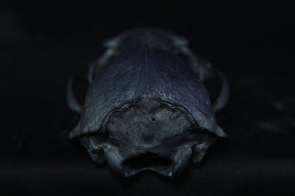 Harmony Stained Otter Skull