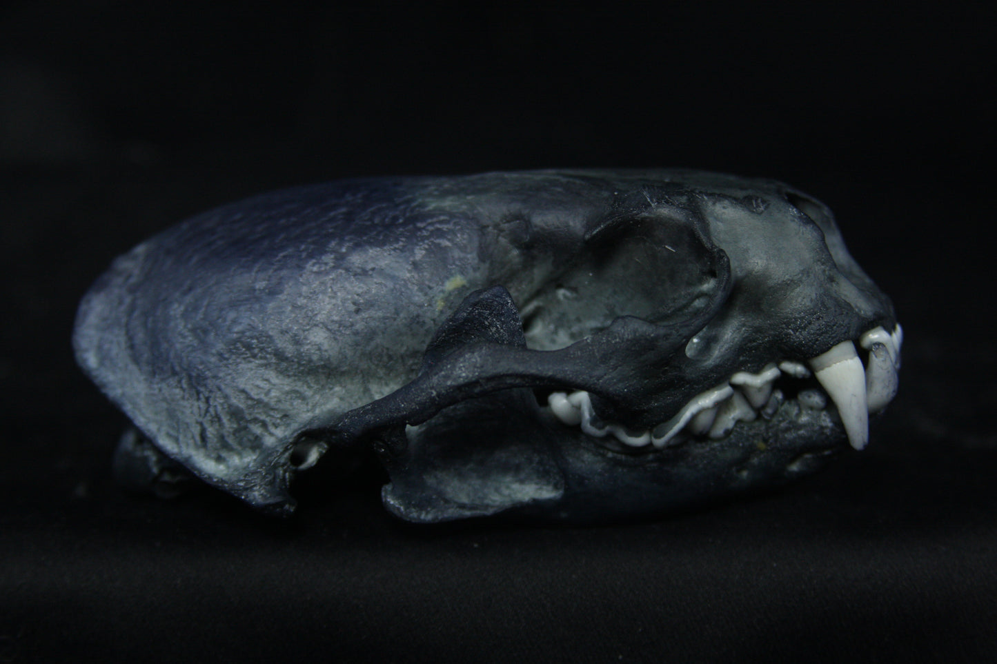 Harmony Stained Otter Skull