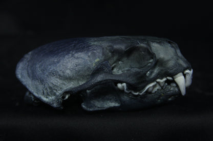 Harmony Stained Otter Skull
