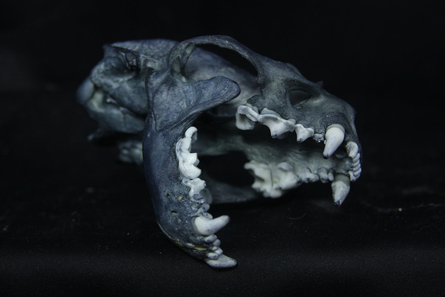 Harmony Stained Otter Skull