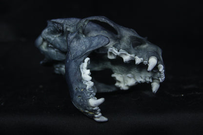Harmony Stained Otter Skull