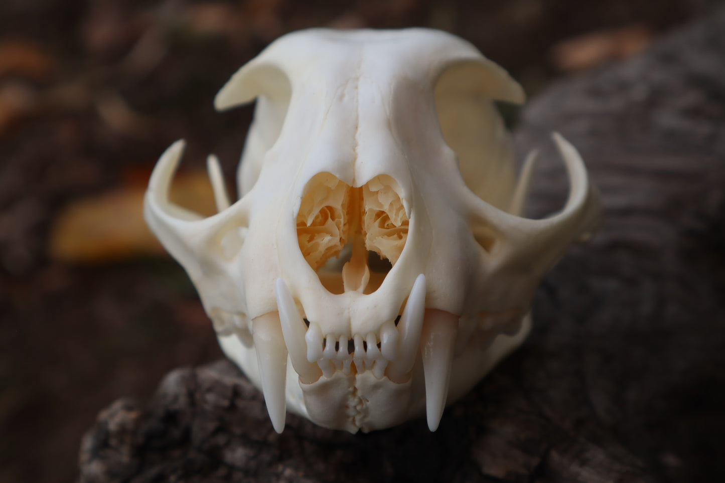 Bobcat Skull