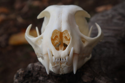 Bobcat Skull