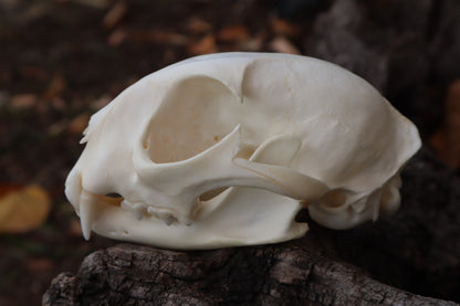 Bobcat Skull