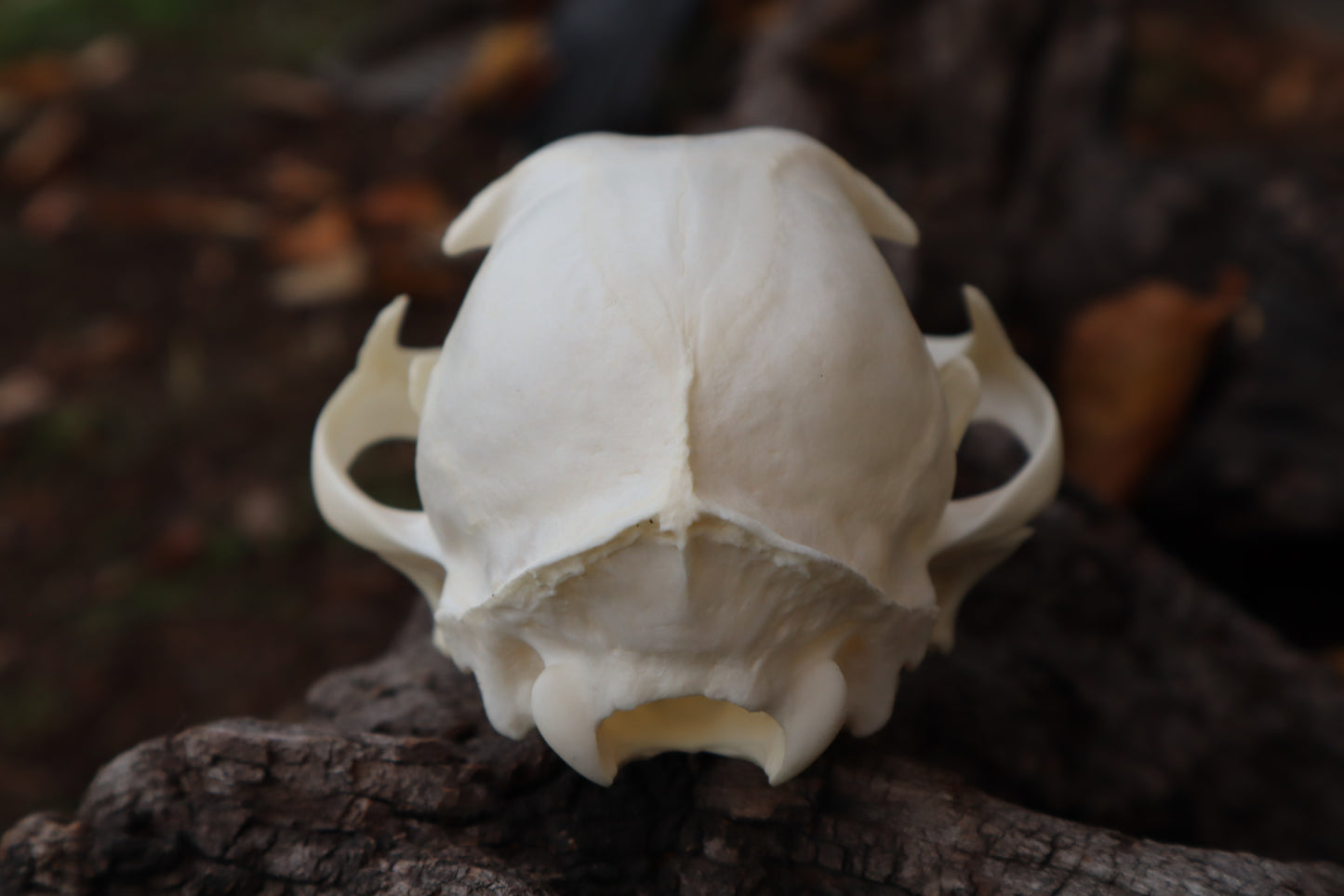 Bobcat Skull