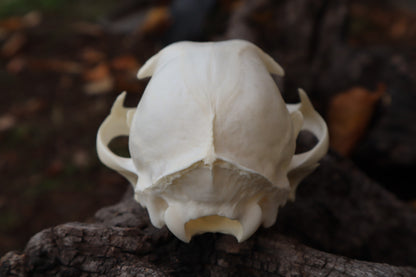Bobcat Skull
