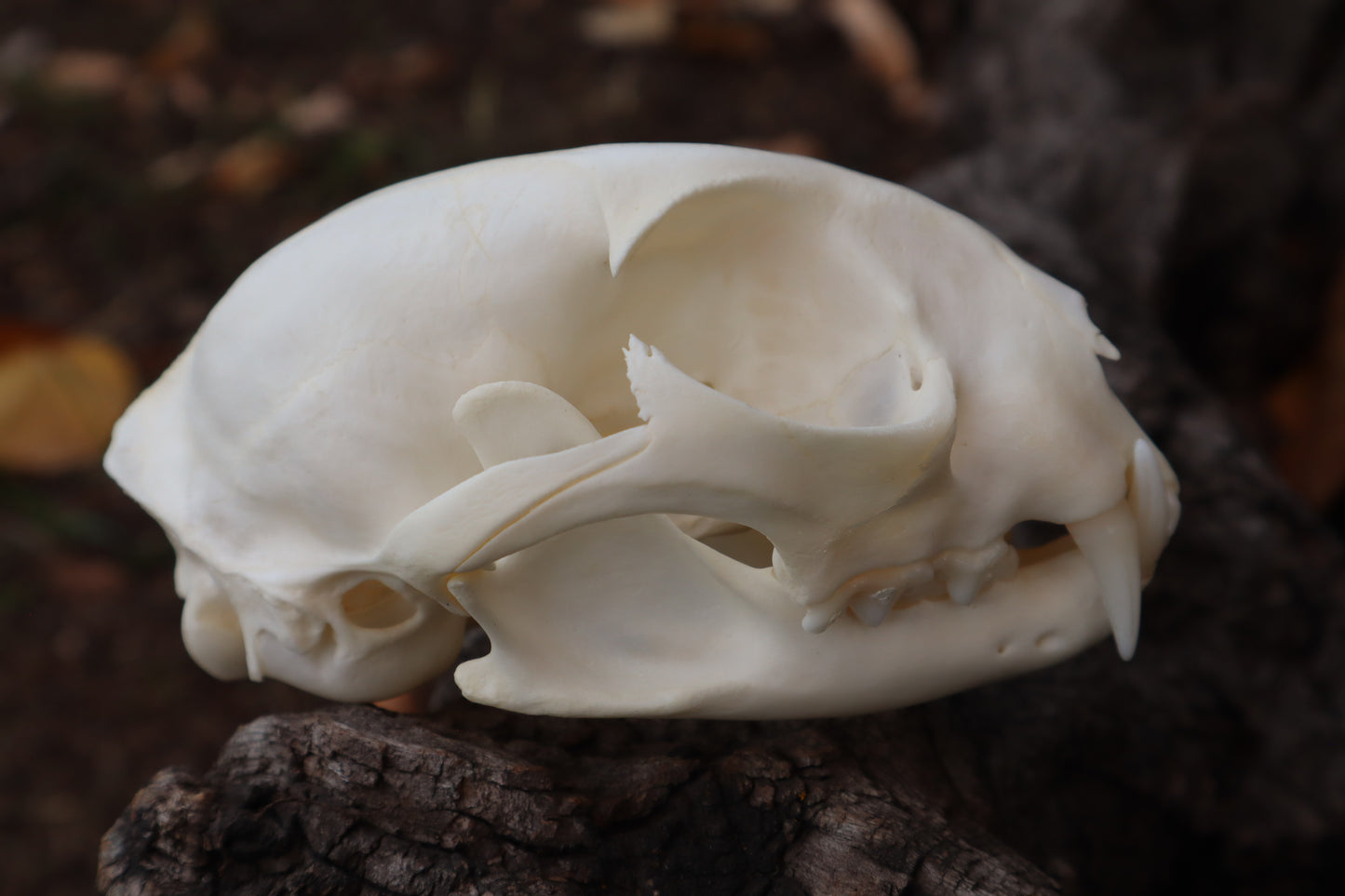 Bobcat Skull