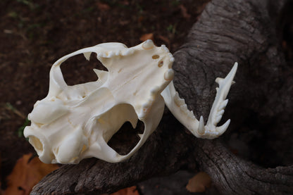 Bobcat Skull