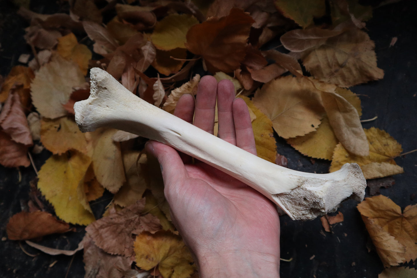 Forest Spirit Elk Bone Incense Burner