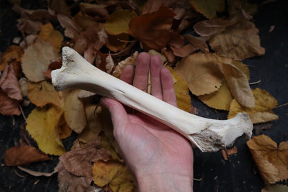 Forest Spirit Elk Bone Incense Burner