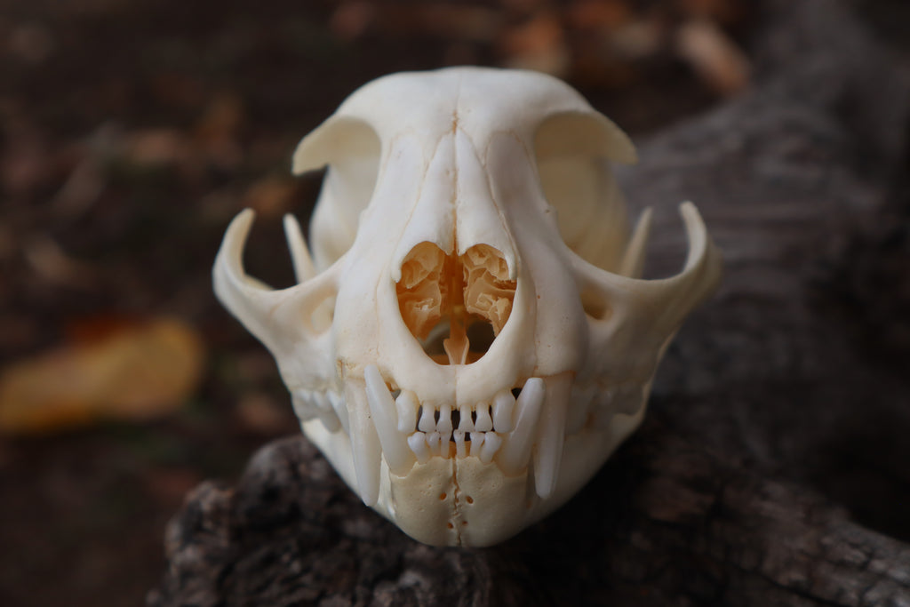 Bobcat Skull