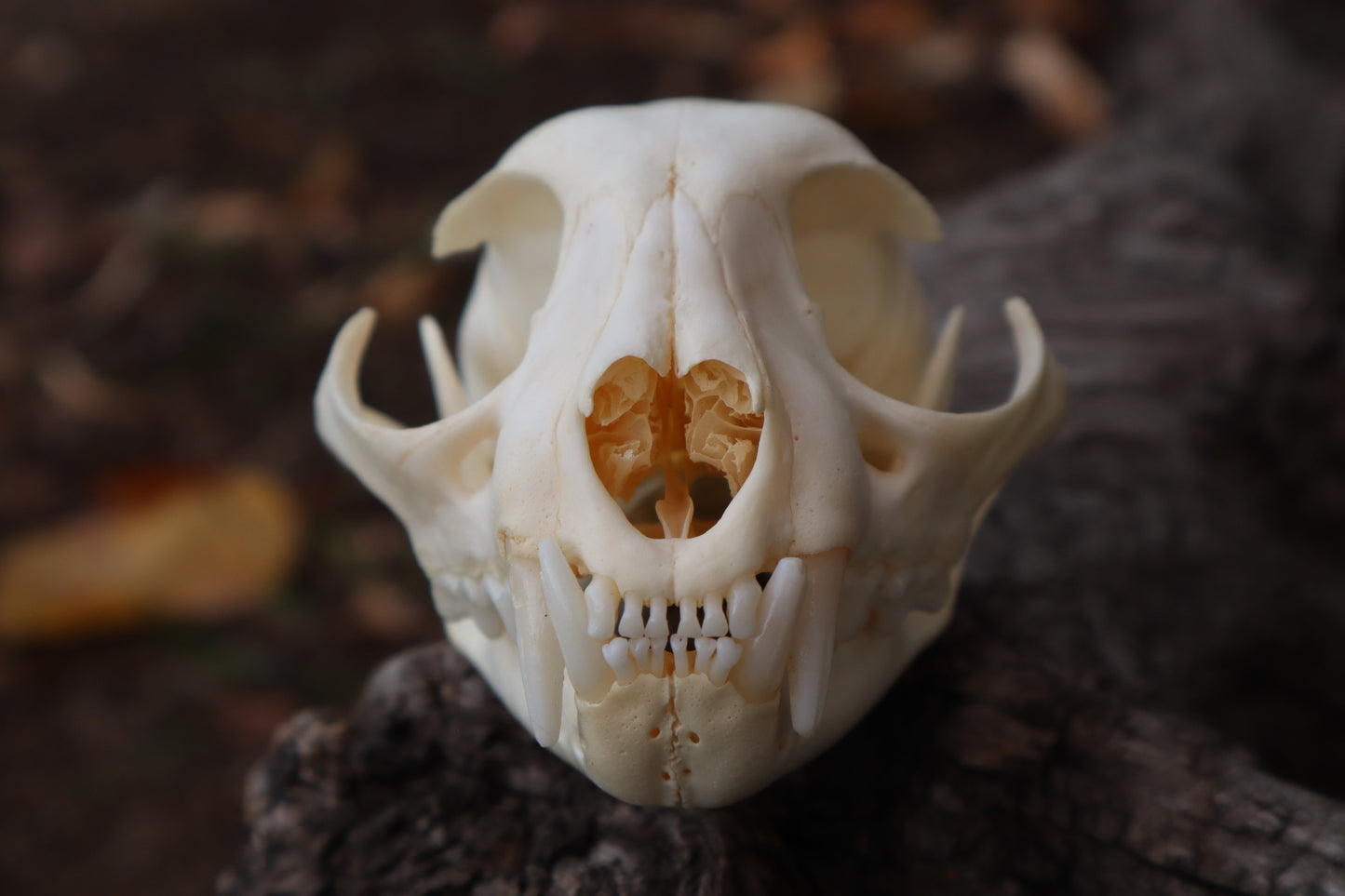 Bobcat Skull