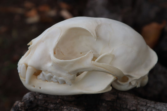 Bobcat Skull
