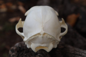 Bobcat Skull