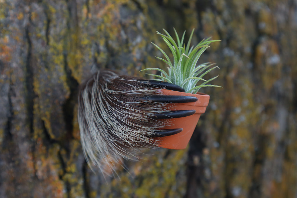 Porcupine Hand Planter with Air Plant