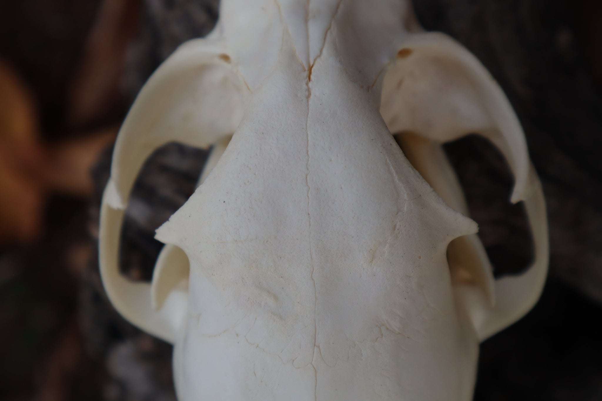 Bobcat Skull