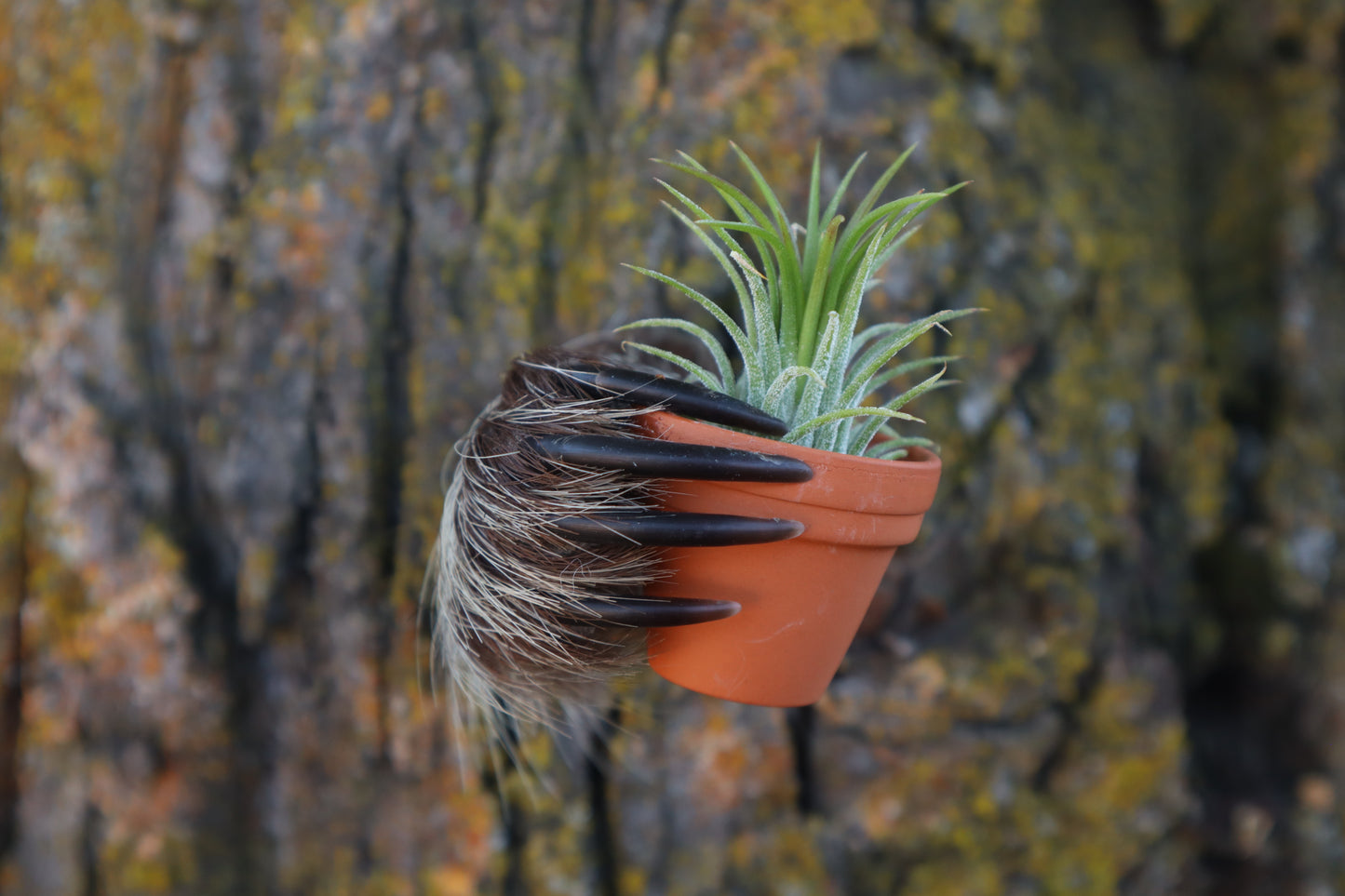 Porcupine Hand Planter with Air Plant