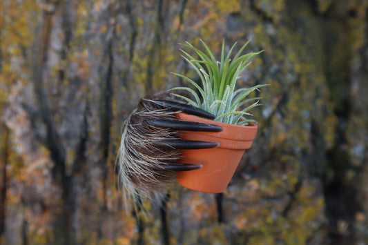 Porcupine Hand Planter with Air Plant