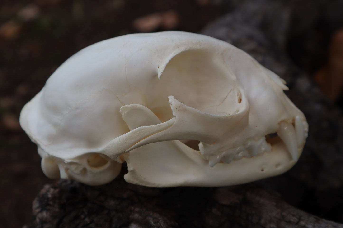 Bobcat Skull