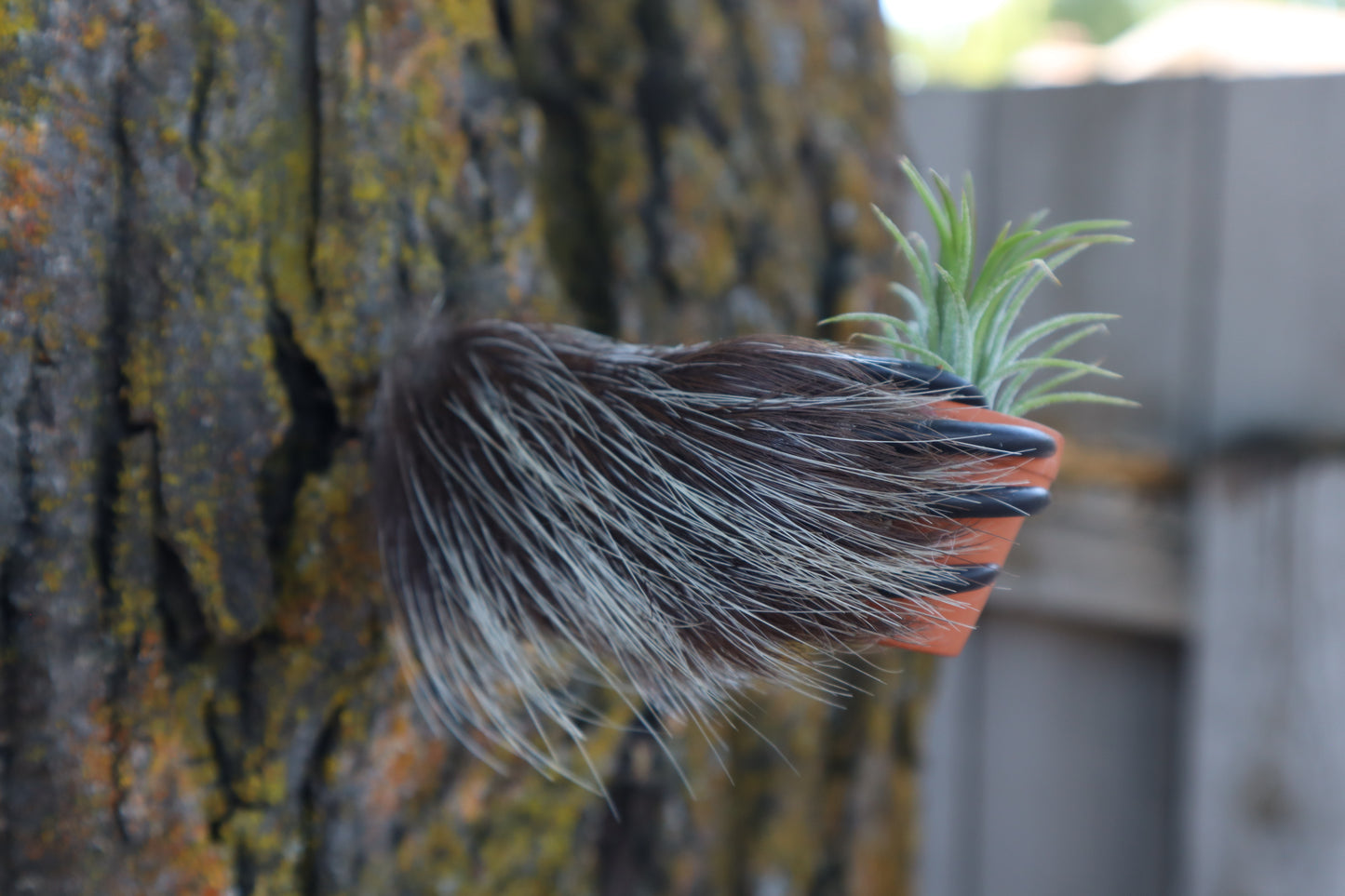 Porcupine Hand Planter with Air Plant
