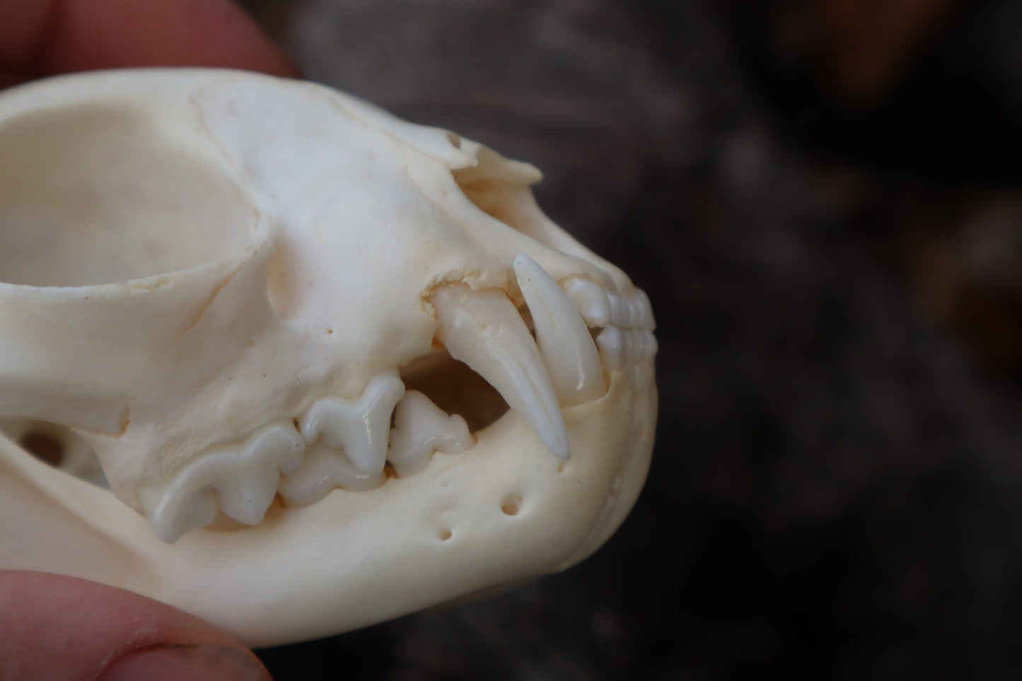 Bobcat Skull