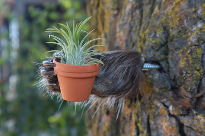 Porcupine Hand Planter with Air Plant
