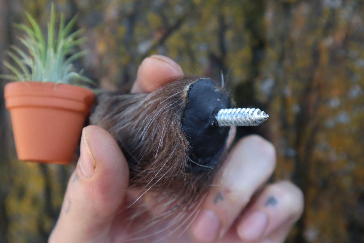 Porcupine Hand Planter with Air Plant