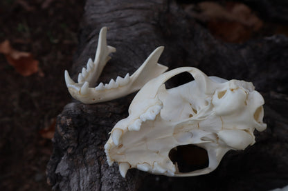 Bobcat Skull