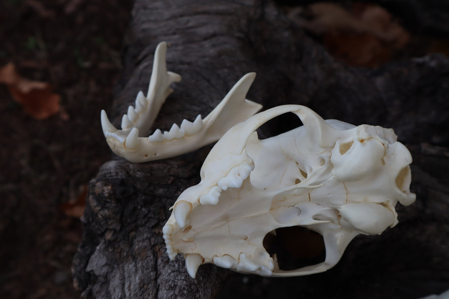 Bobcat Skull