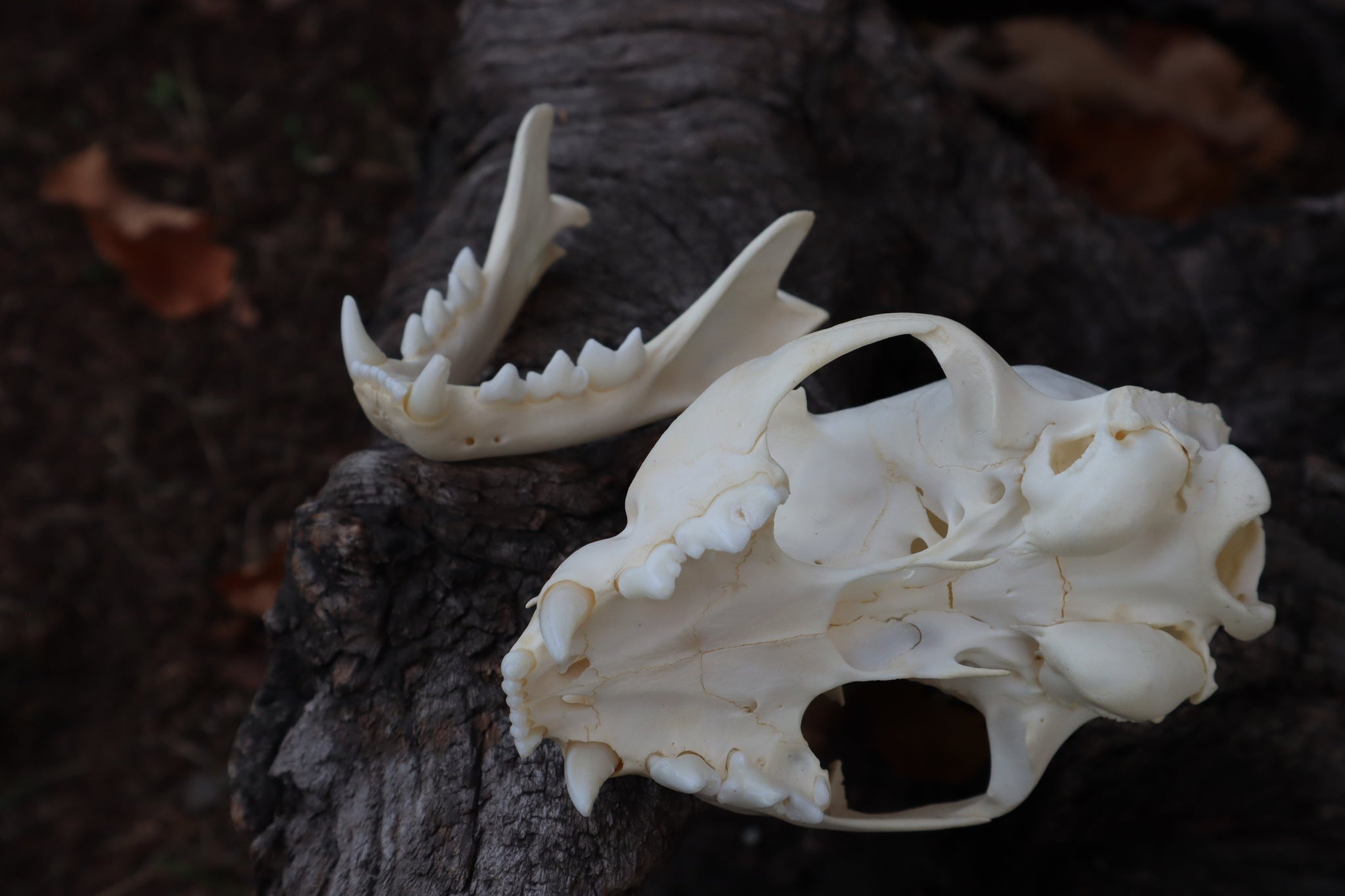 Bobcat Skull