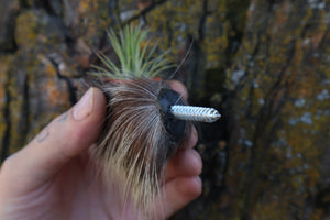 Porcupine Hand Planter with Air Plant