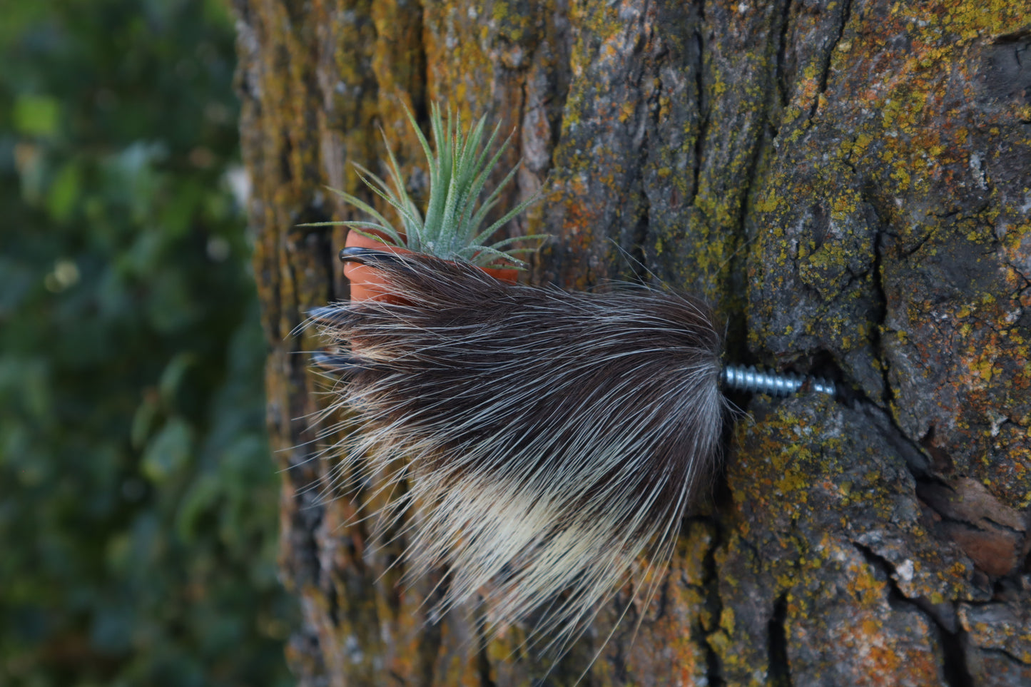 Porcupine Hand Planter with Air Plant