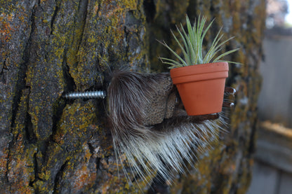 Porcupine Hand Planter with Air Plant