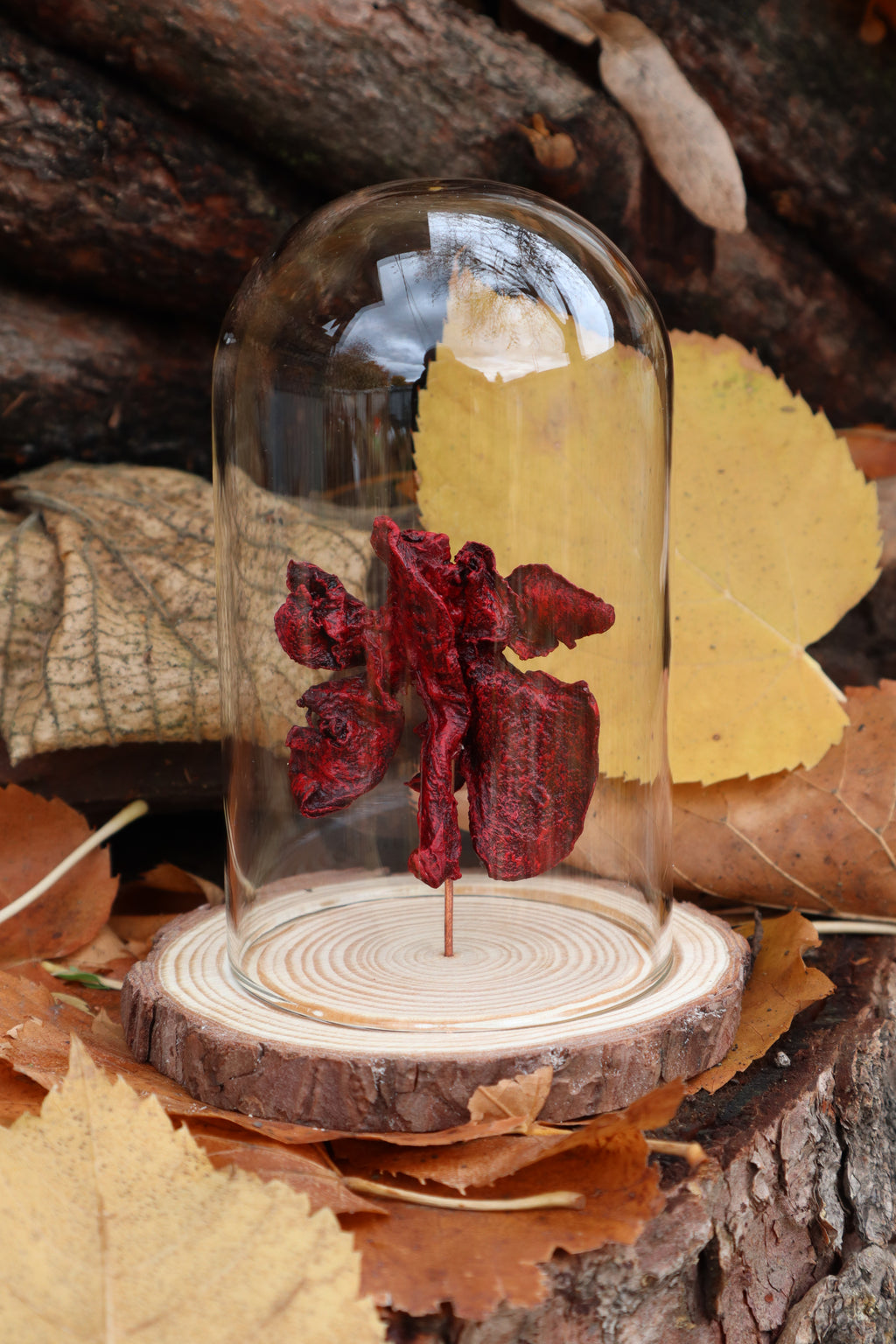 Dry Preserved Polydactyl Cat Lungs in Glass Dome