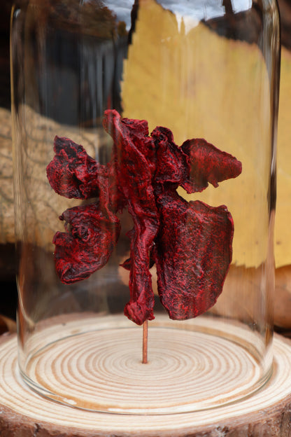 Dry Preserved Polydactyl Cat Lungs in Glass Dome