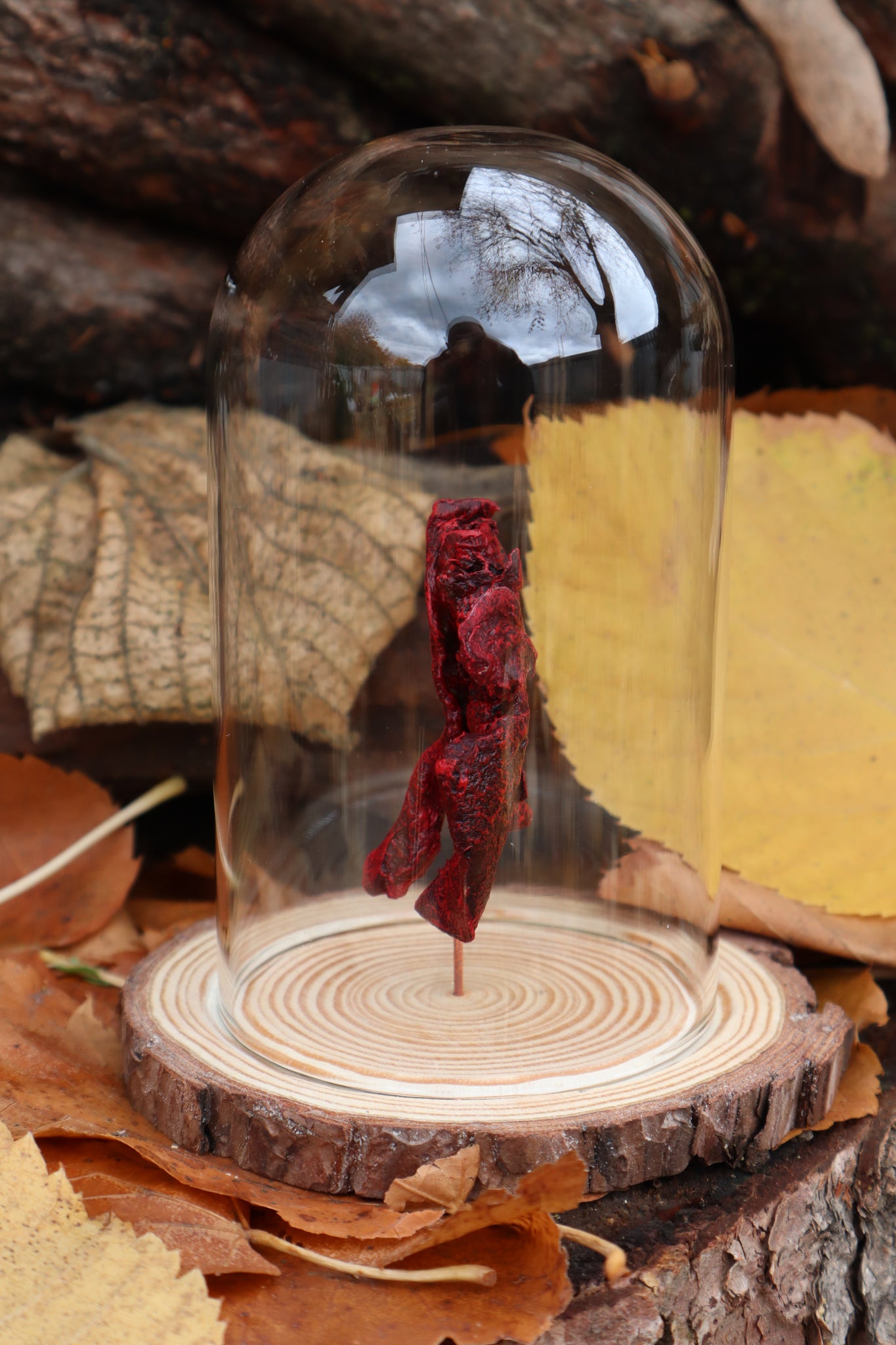 Dry Preserved Polydactyl Cat Lungs in Glass Dome