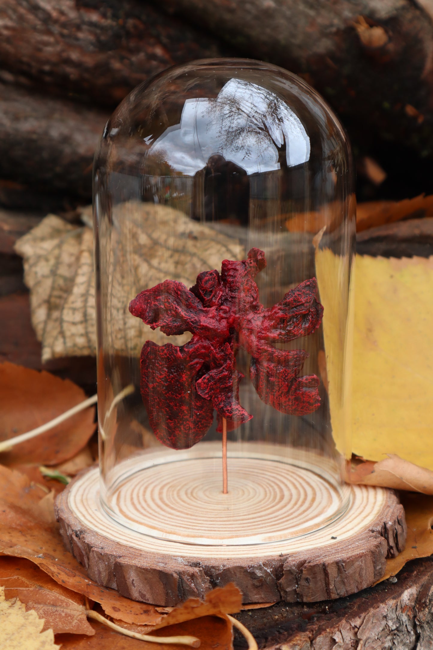 Dry Preserved Polydactyl Cat Lungs in Glass Dome