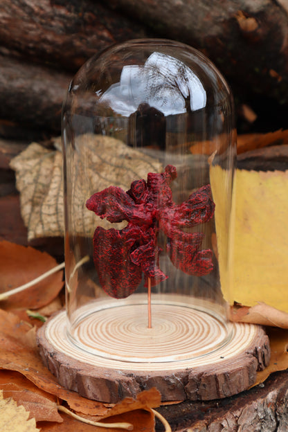 Dry Preserved Polydactyl Cat Lungs in Glass Dome
