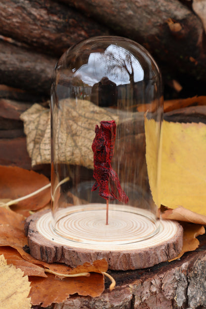 Dry Preserved Polydactyl Cat Lungs in Glass Dome