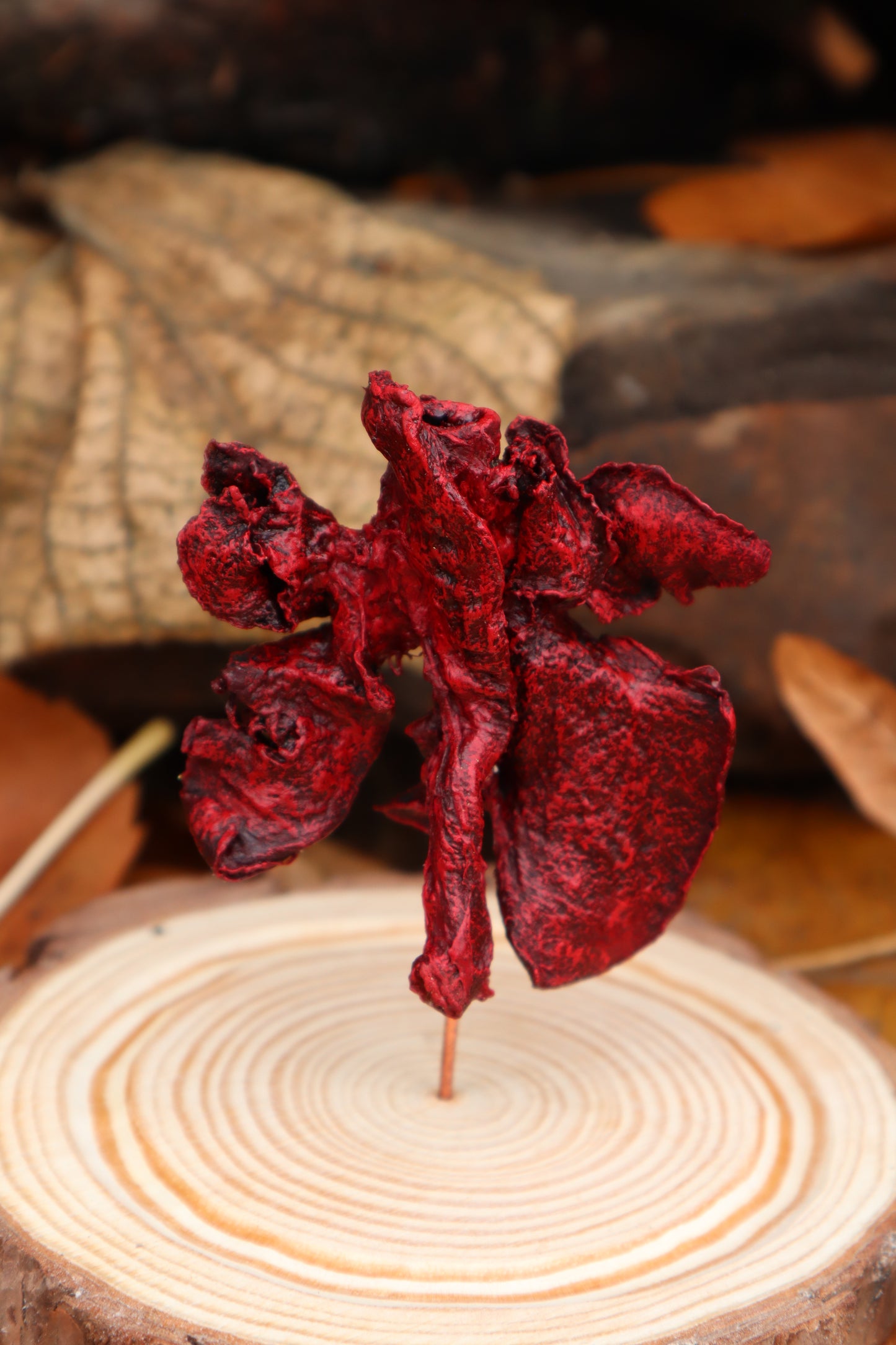 Dry Preserved Polydactyl Cat Lungs in Glass Dome