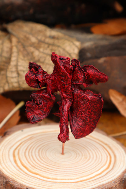 Dry Preserved Polydactyl Cat Lungs in Glass Dome