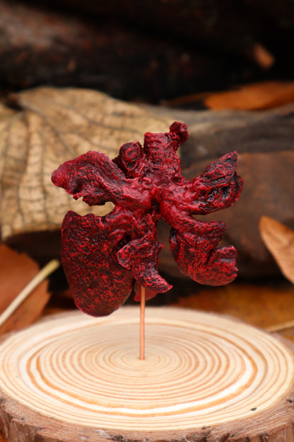 Dry Preserved Polydactyl Cat Lungs in Glass Dome