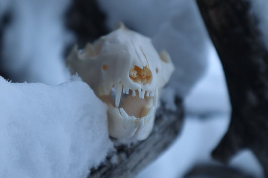 Craft Opossum Skull