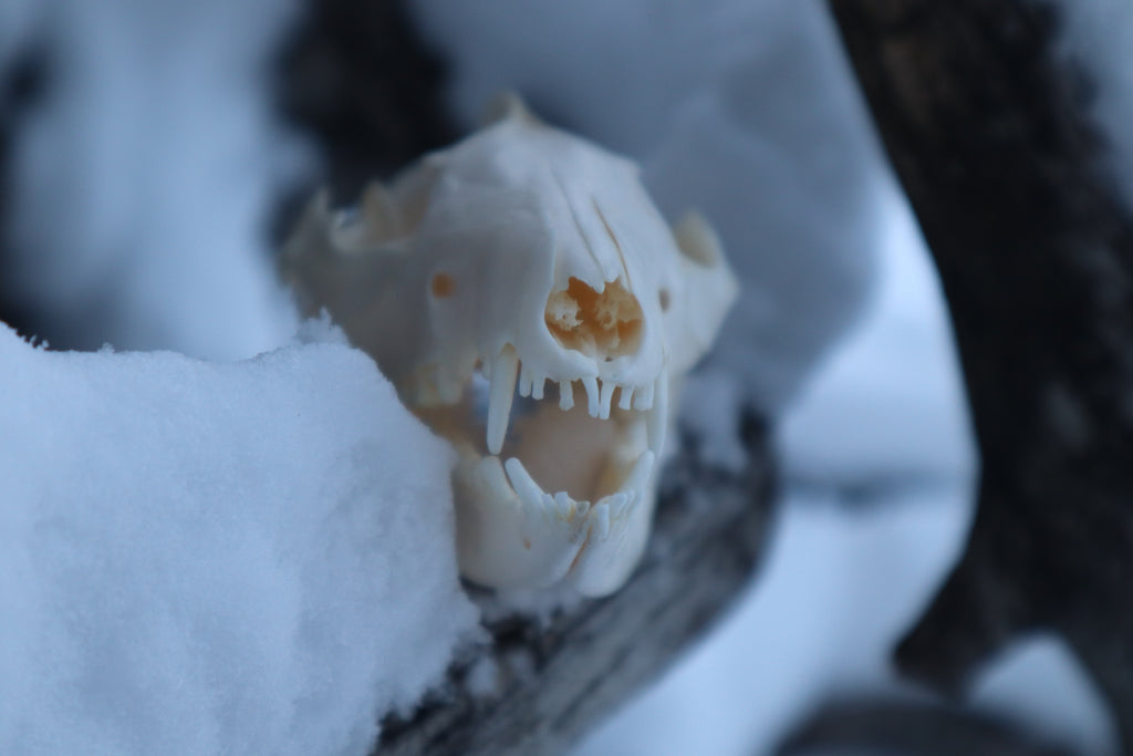 Craft Opossum Skull